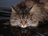 Buggsy contemplating humanity.