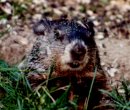 Edward R. Burrow - resident gopher - Albany, NY