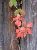 Late Fall Ivy at Blue Mountain Lake
