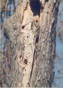 Five Rivers Environmental Education Center - Owl in Camouflage