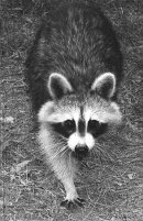 Thacher Park Raccoon